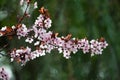 Pink cherry plum blossom,ÃÂ purple-leaf tree, Prunus cerasifera nigra, detail, branch, blossoms, tree, Turkish cherry Royalty Free Stock Photo